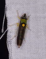 Image of Acrogonia flavoscutellata (Signoret 1855)