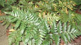 Image of iron fern