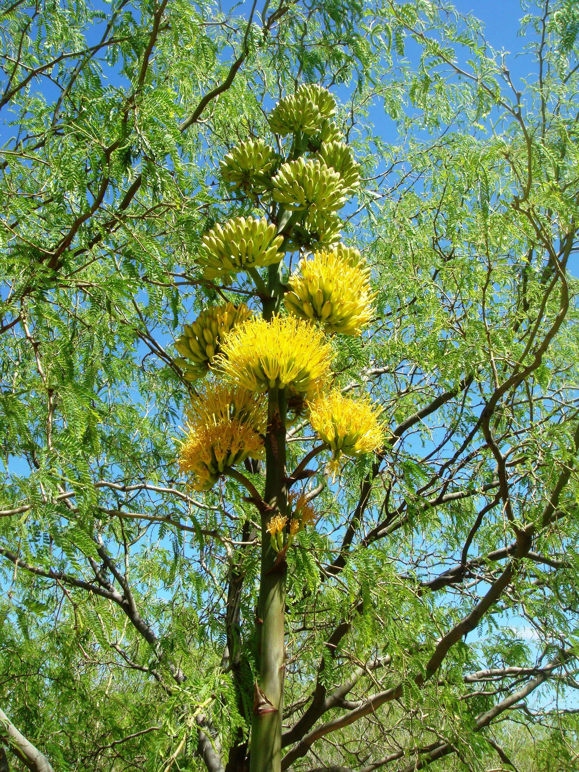 Image of goldenflower century plant