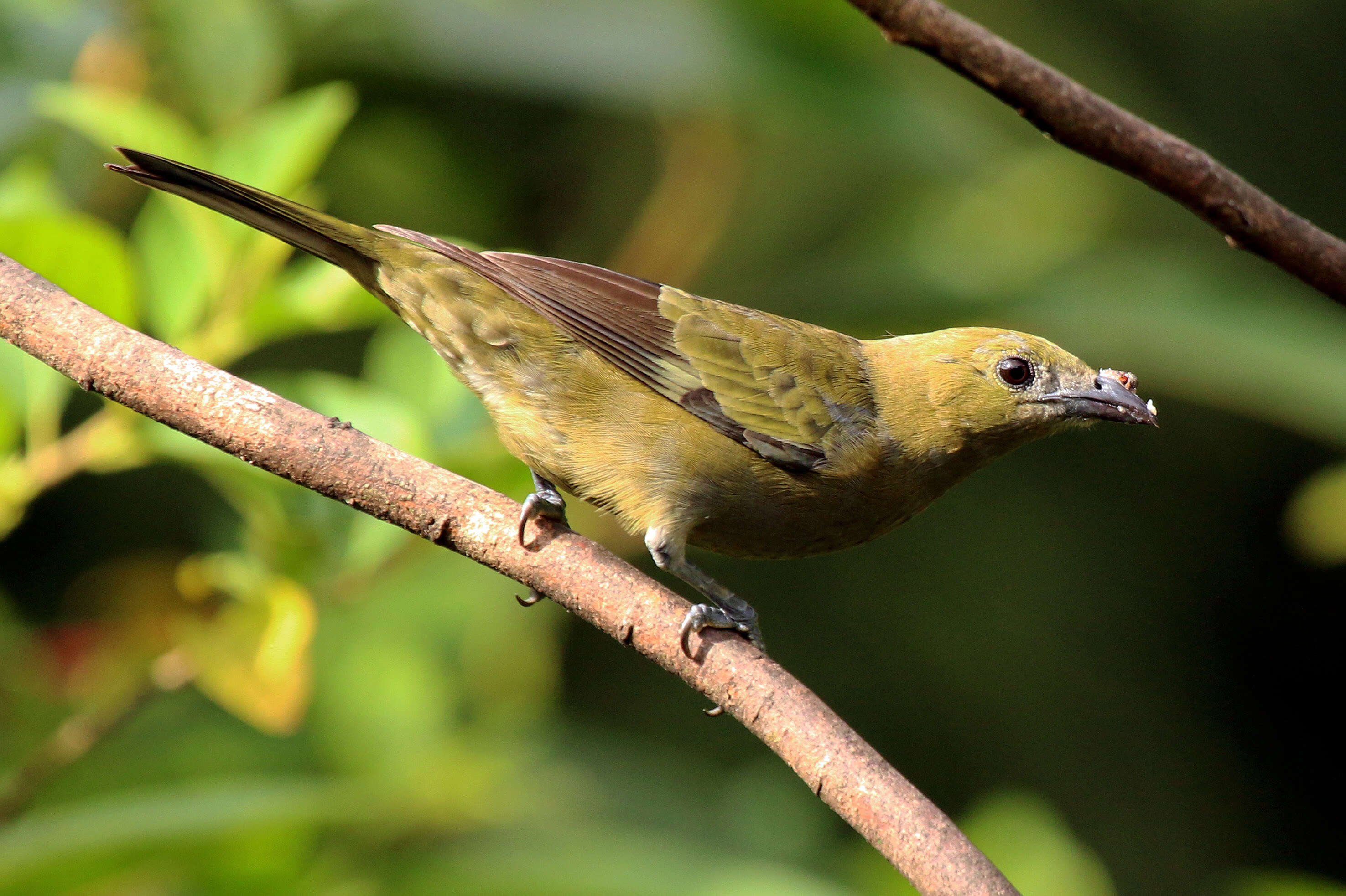 Image of Palm Tanager