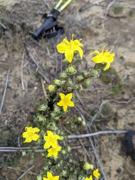 Image of Asterolasia phebalioides F. Müll.