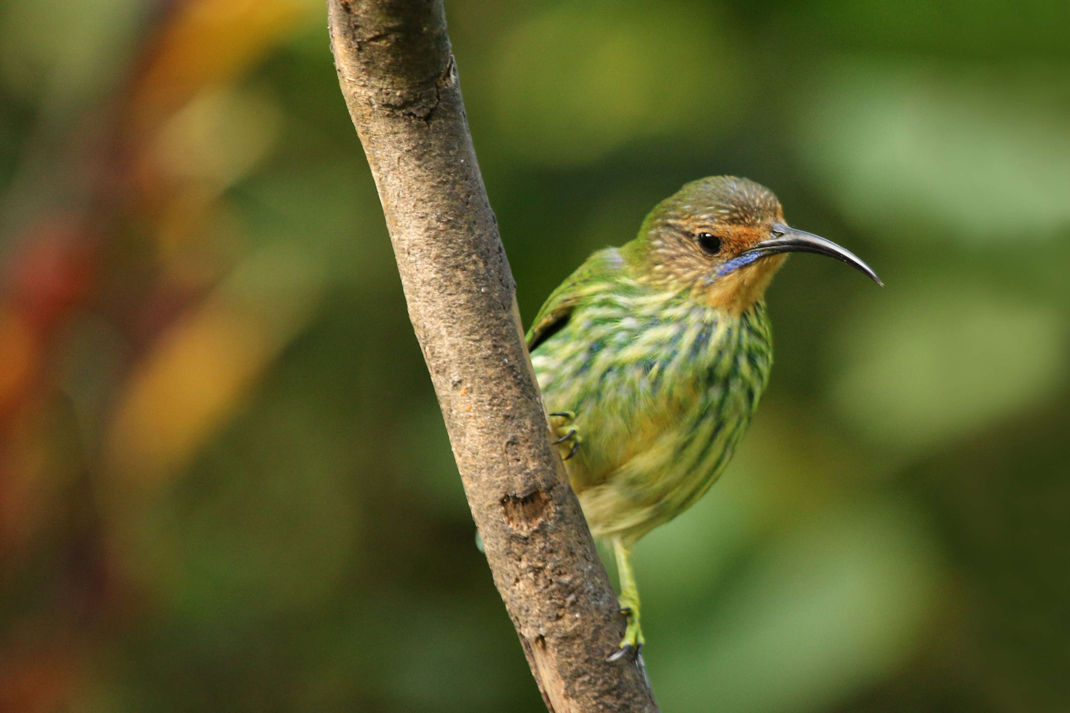 Image of Purple Honeycreeper