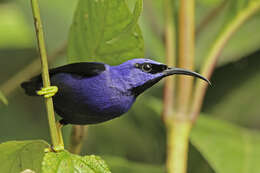 Image of Purple Honeycreeper