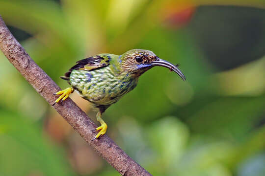 Image of Purple Honeycreeper