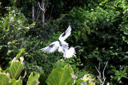 Image of Red-billed Tropicbird