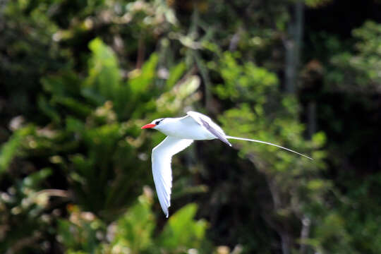 Image of Red-billed Tropicbird