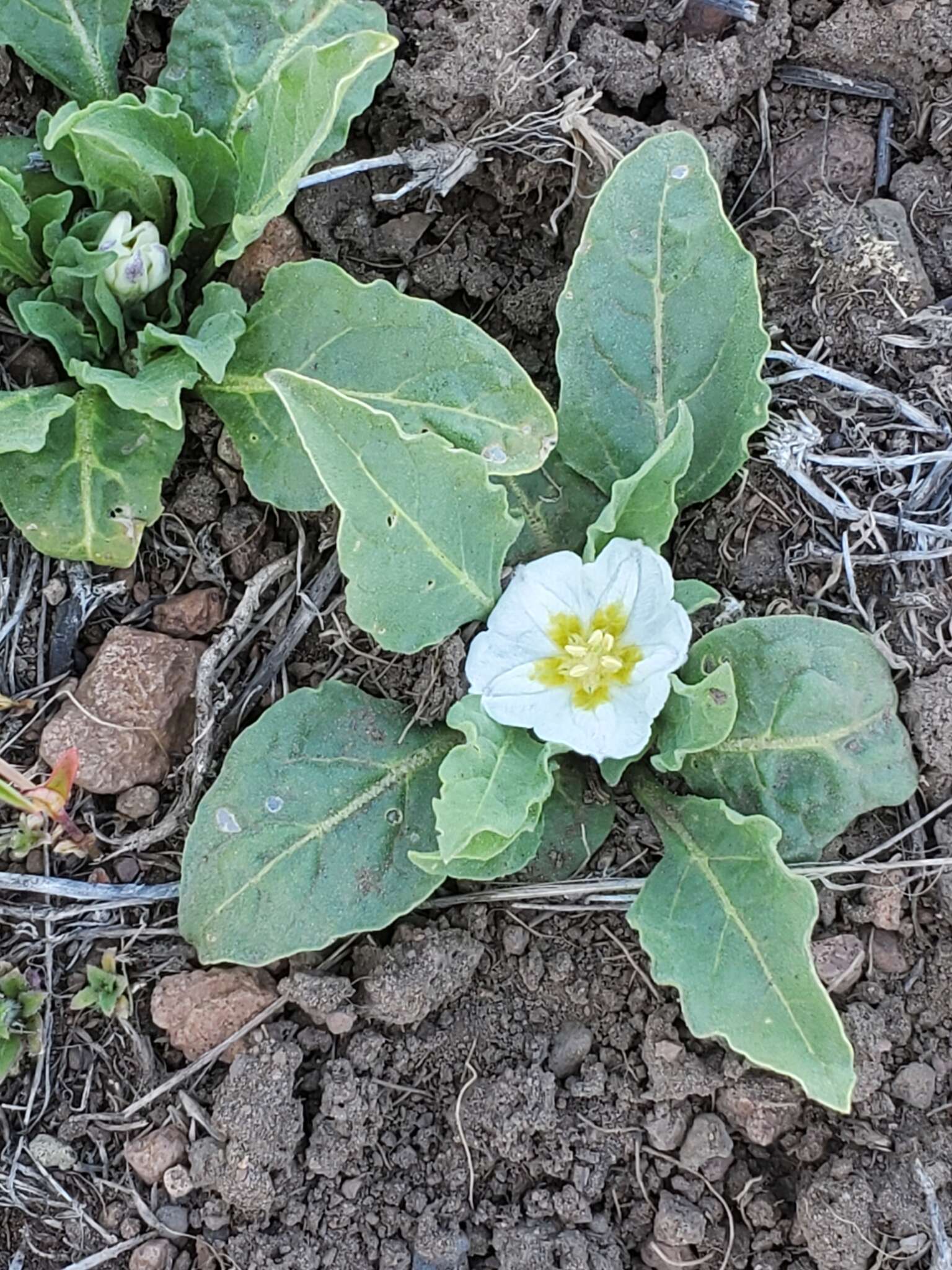 Image de Leucophysalis nana (A. Gray) Averett