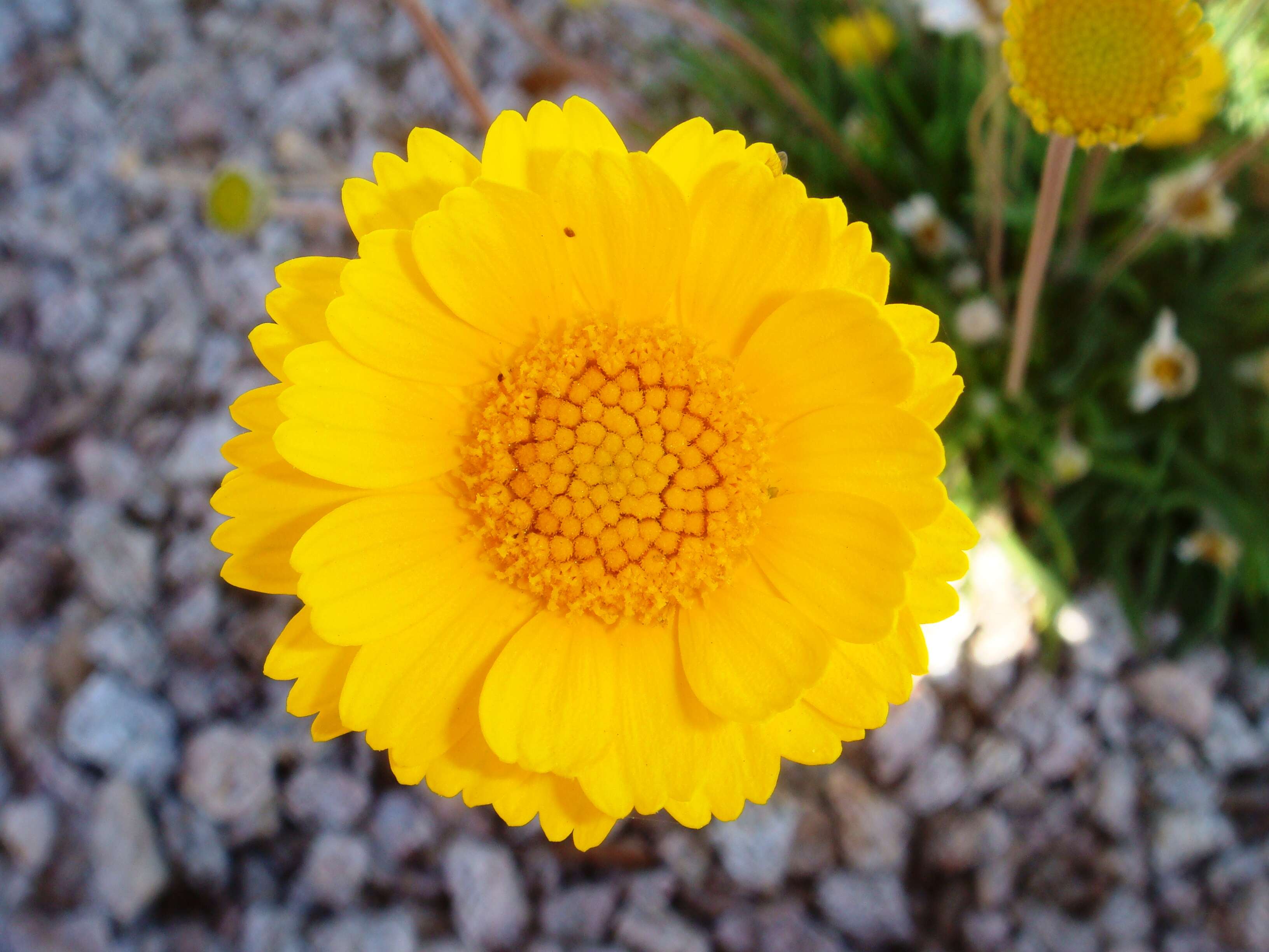 Image of desert marigold