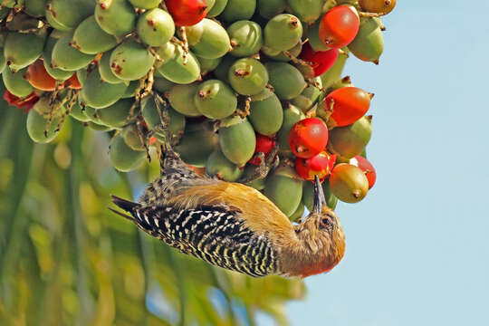 Image of Red-crowned Woodpecker