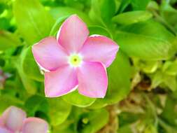 Image of Madagascar periwinkle