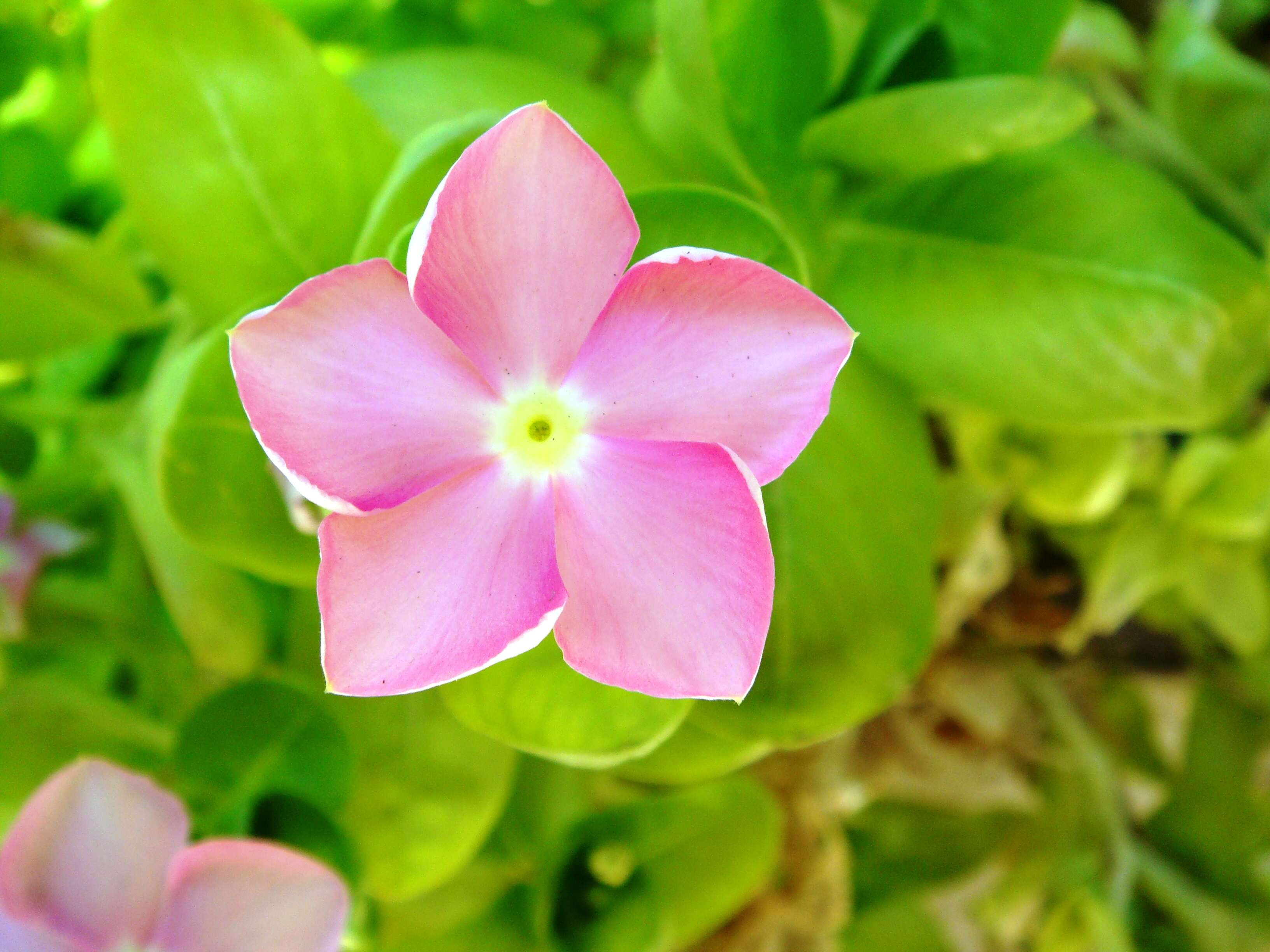 Image of Madagascar periwinkle