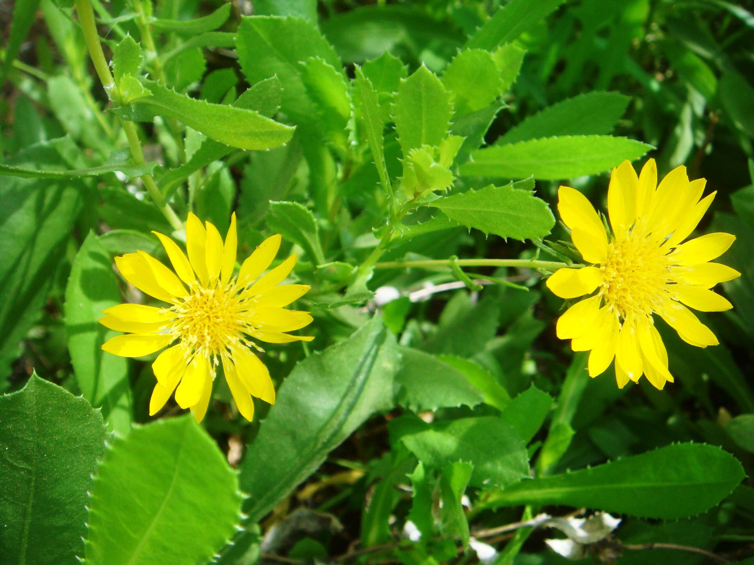 Image of Curly-cup gumweed