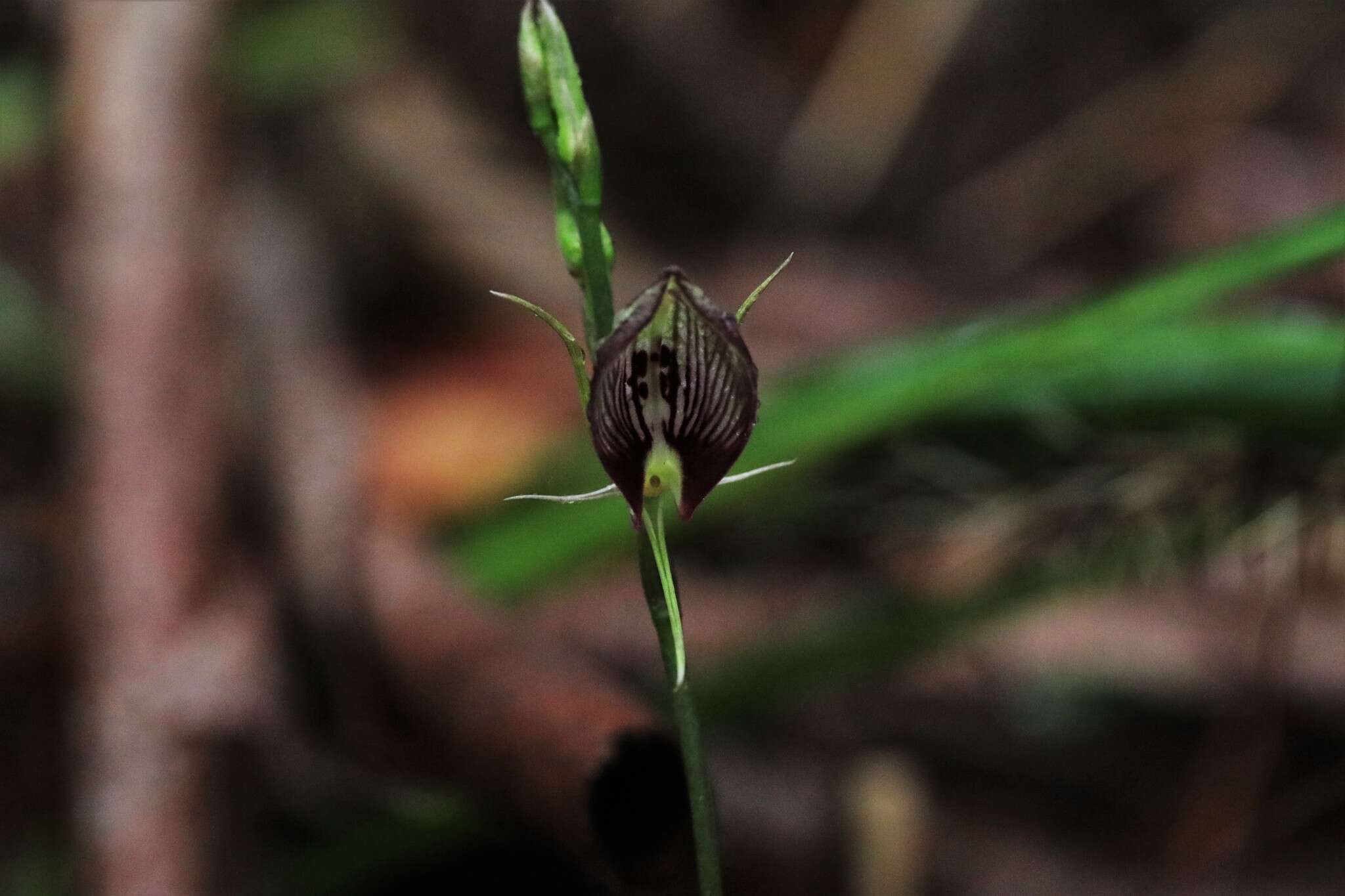 Image of Bonnet orchid