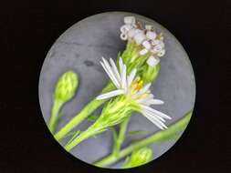 Image of Symphyotrichum lanceolatum var. interior (Wieg.) G. L. Nesom