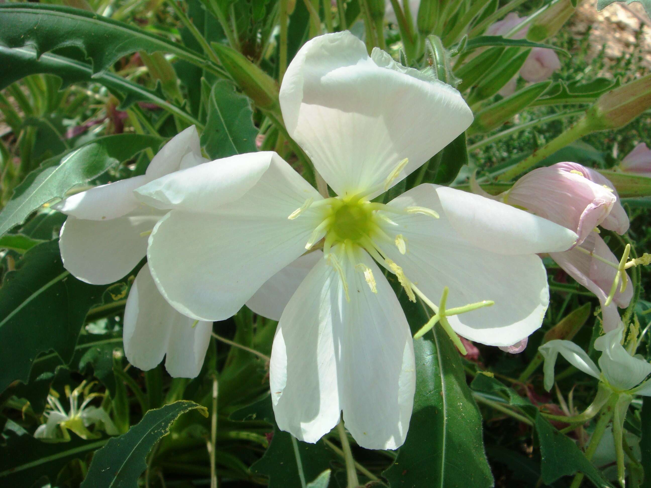 Image de Oenothera cespitosa Nutt.