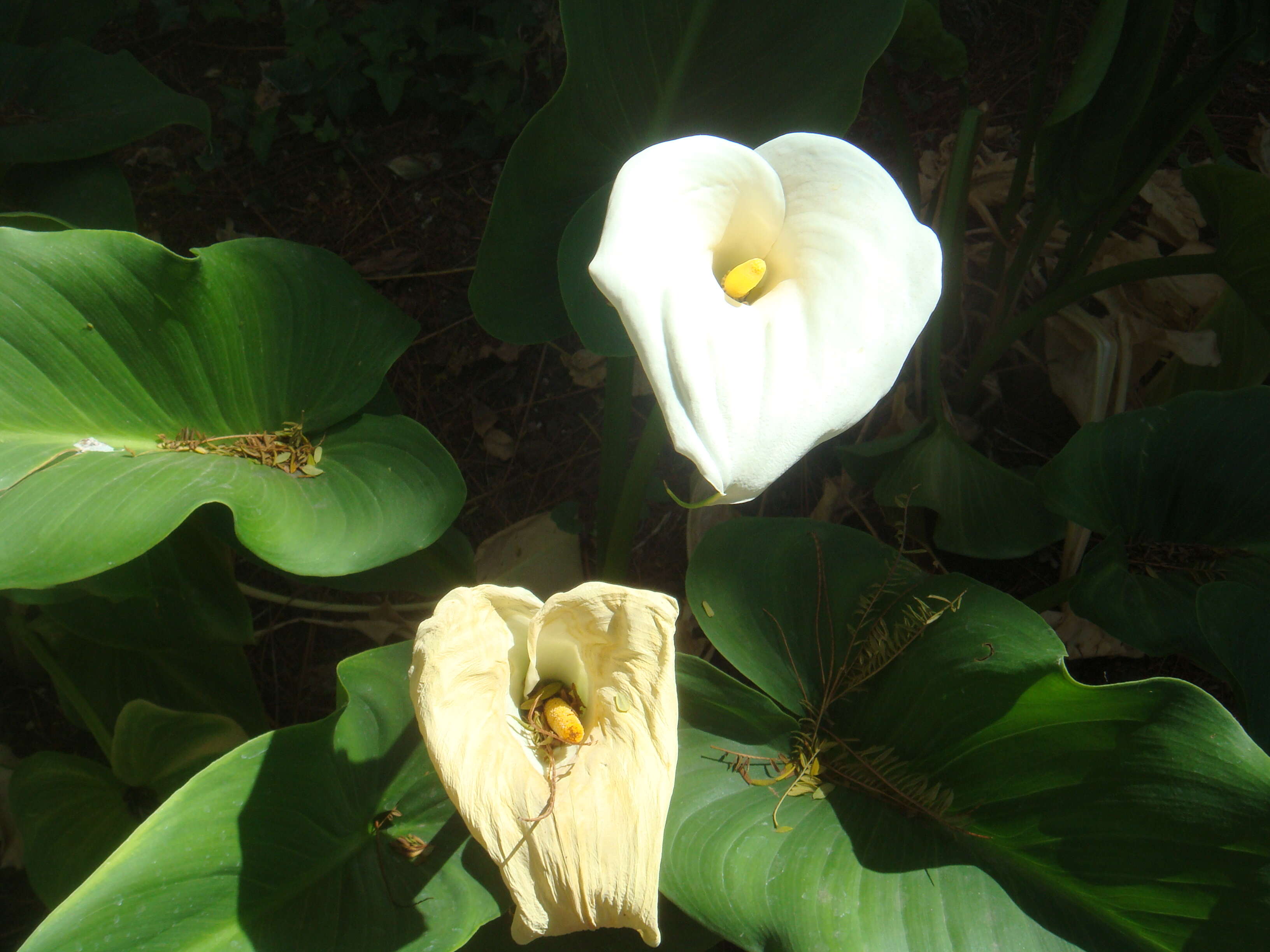 Image of Arum lily