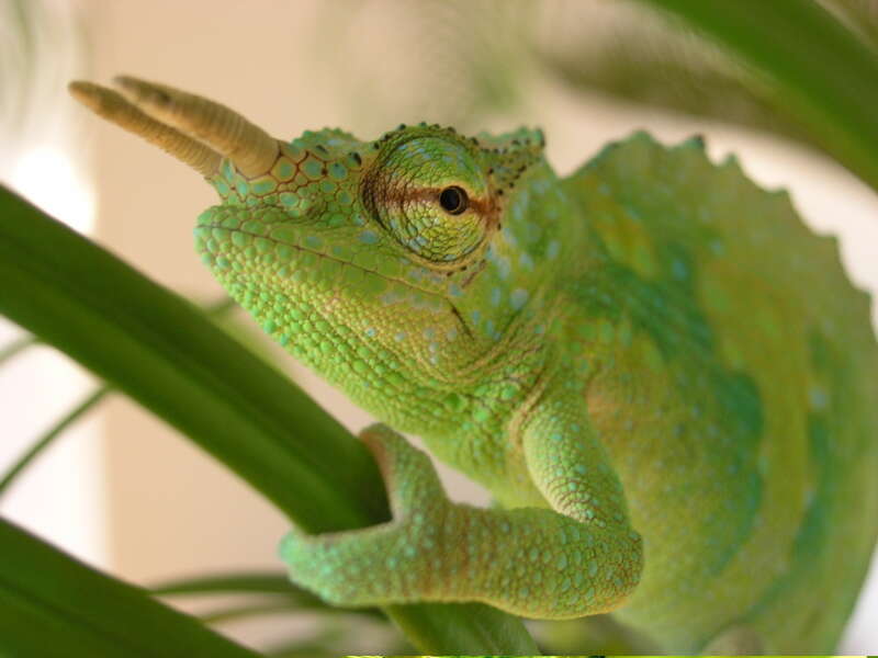 Image de Caméléon à voile du Cameroun