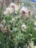 Image of Cirsium obvallatum (M. Bieb.) M. Bieb.