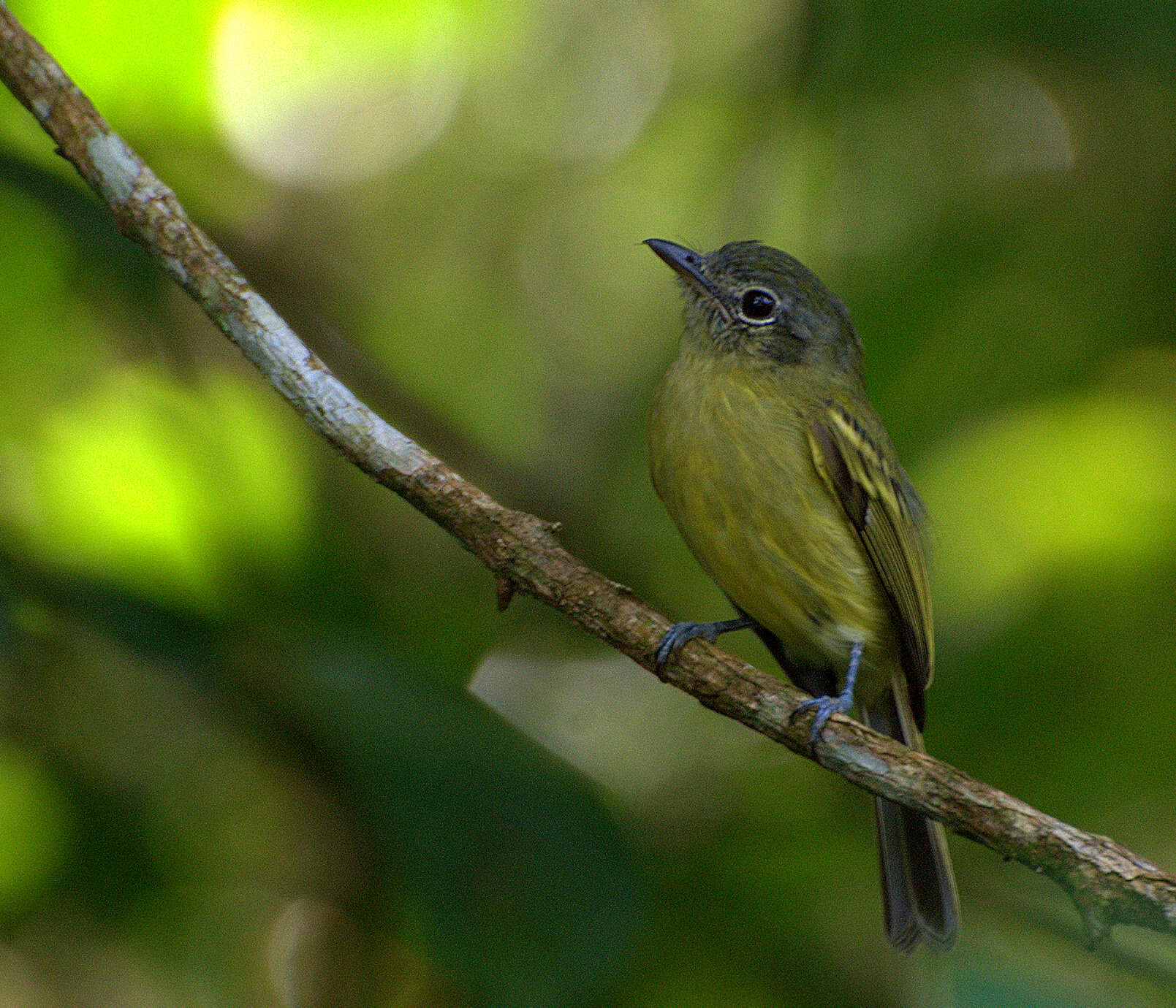 Image of Yellow-olive Flatbill