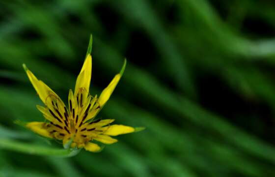 Image of yellow salsify