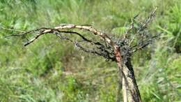 Imagem de Schizachyrium stoloniferum Nash