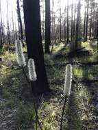 Image of Xanthorrhoea minor R. Br.