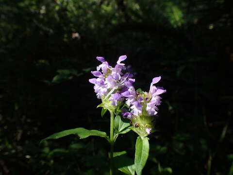 Image of common selfheal