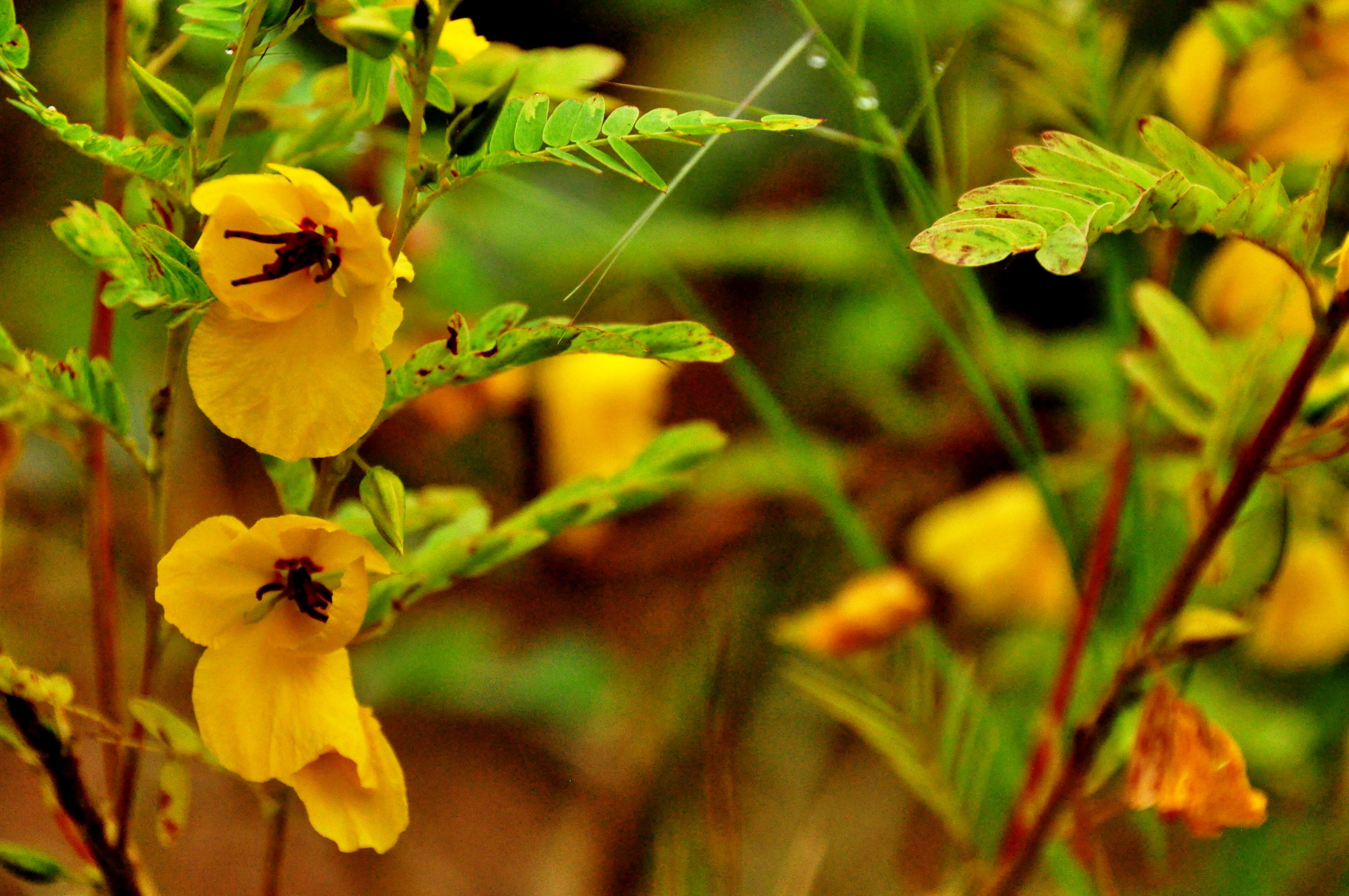 Image of partridge pea