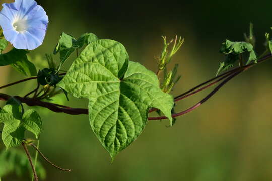 Image of whiteedge morning-glory