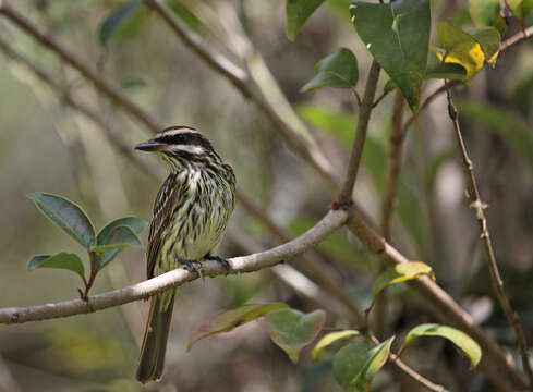 Imagem de Myiodynastes maculatus (Müller & Pls 1776)