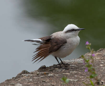 Image of Fluvicola Swainson 1827