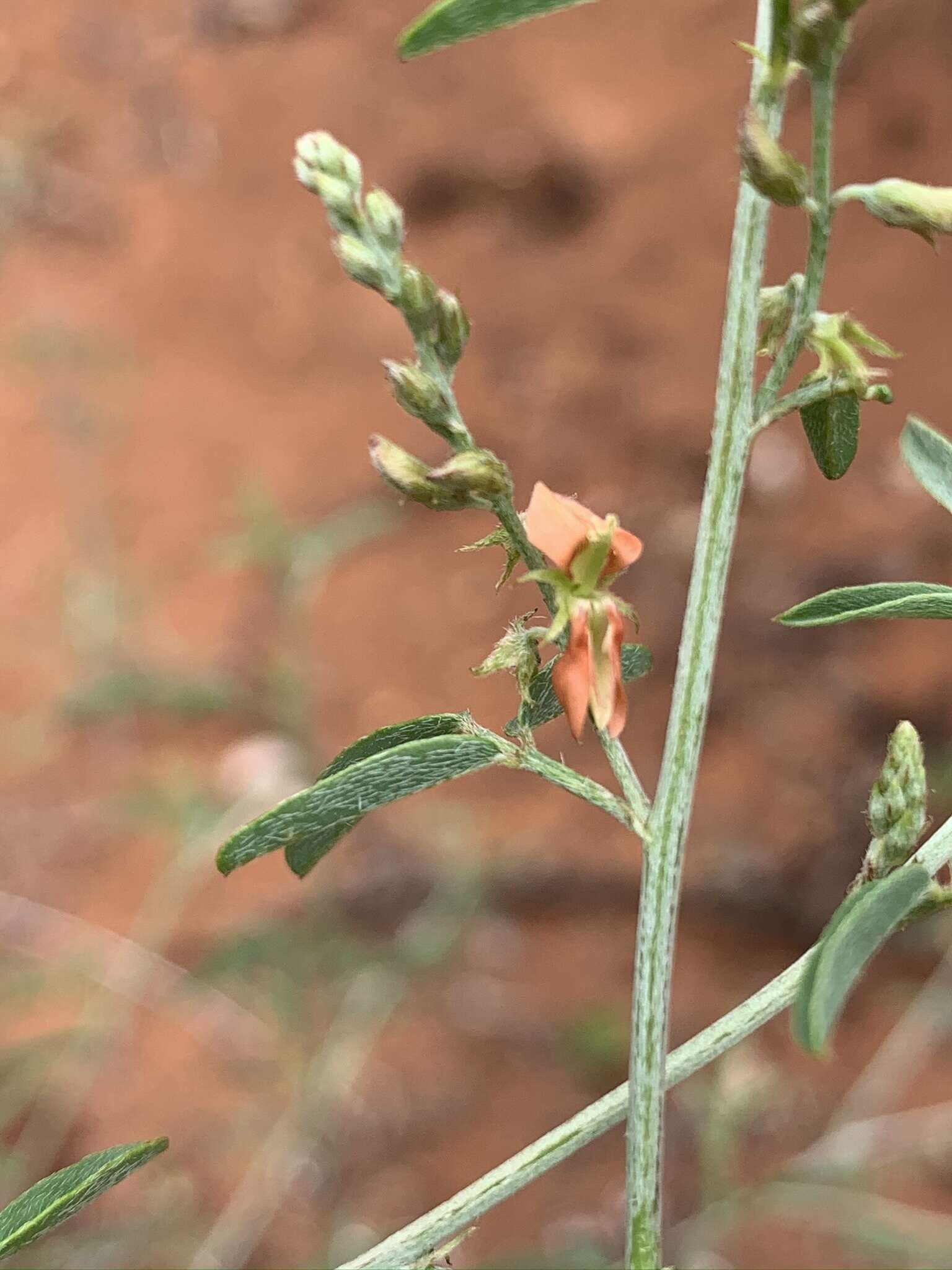 Plancia ëd Indigofera subulata