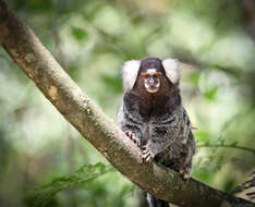 Image of Common Marmoset