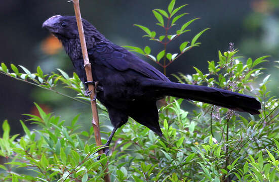 Imagem de Crotophaga Linnaeus 1758