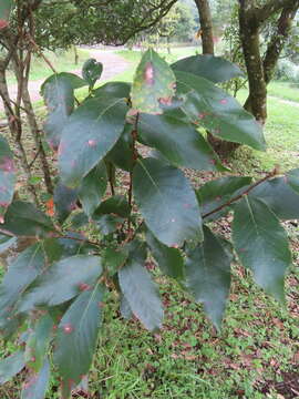 Imagem de Photinia beauverdiana C. K. Schneid.