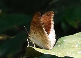 Image of Tanaecia lepidea Butler 1868