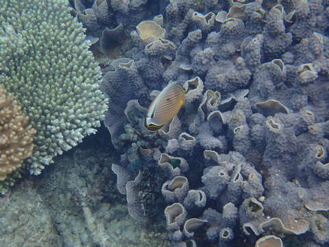 Image of Oval Butterflyfish