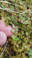 Image of Epilobium alsinoides subsp. alsinoides