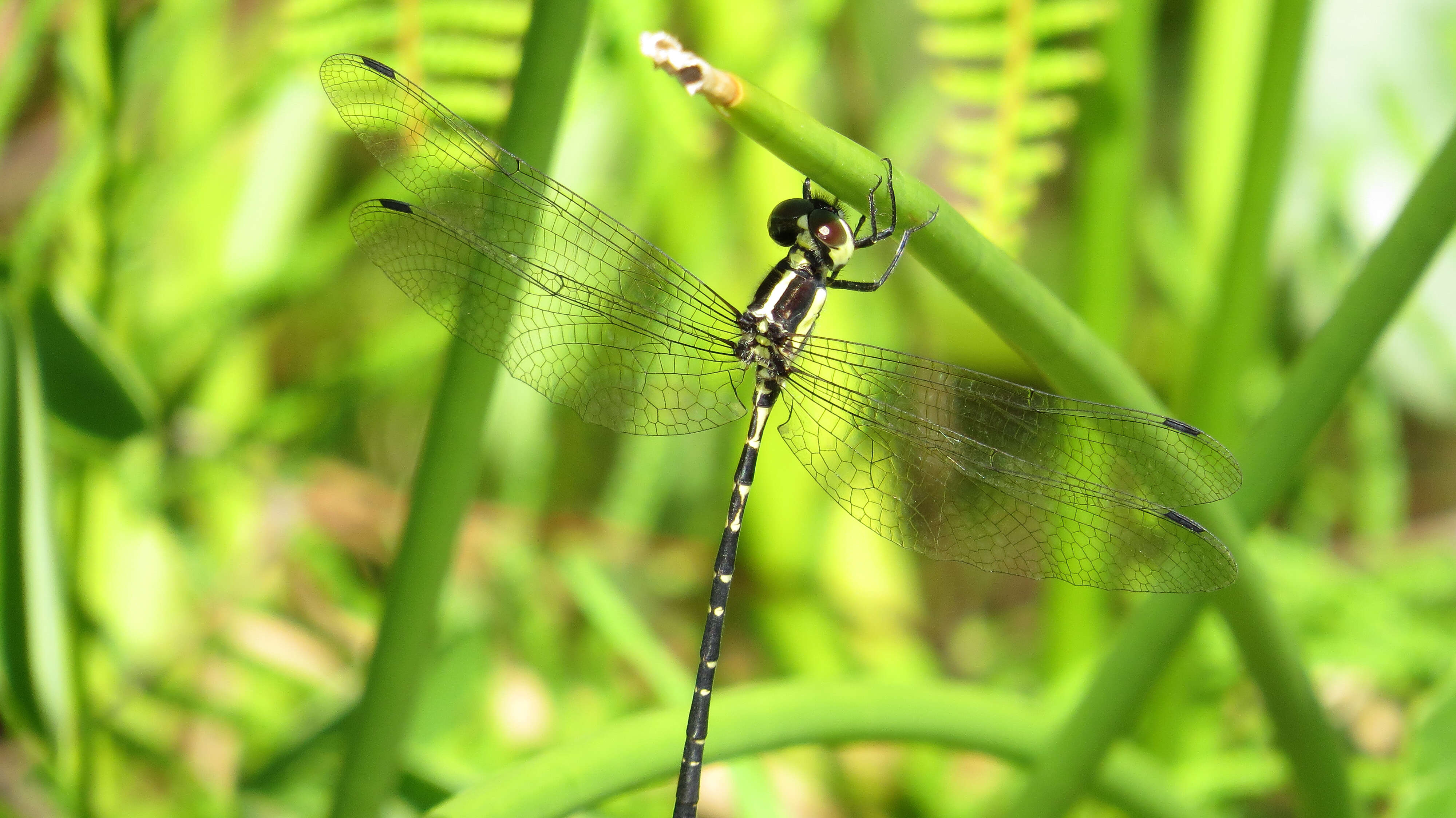 Image of Choristhemis Tillyard 1910