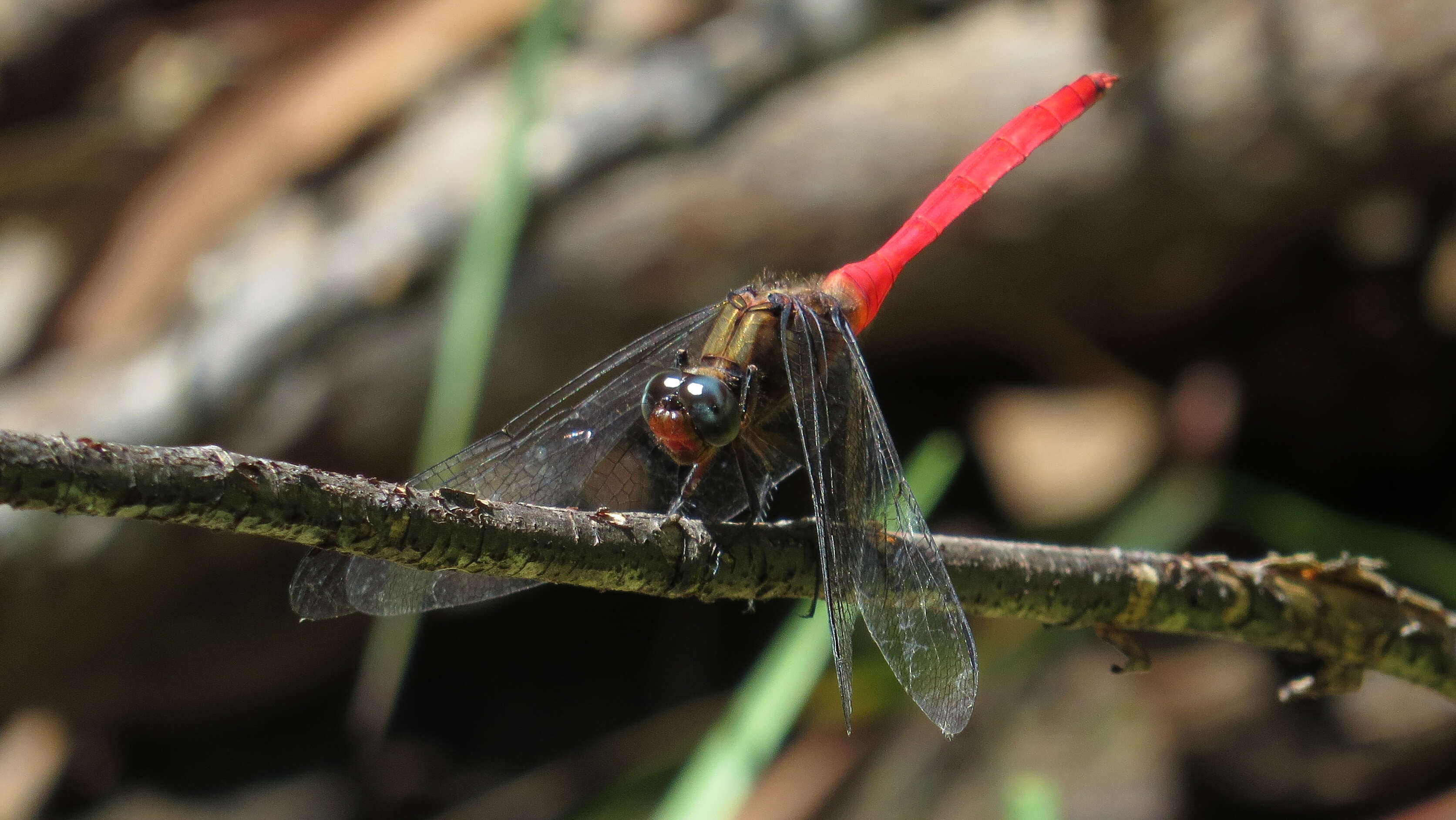 Слика од Orthetrum villosovittatum (Brauer 1868)