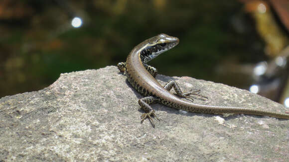 Image of Eastern Water Skink