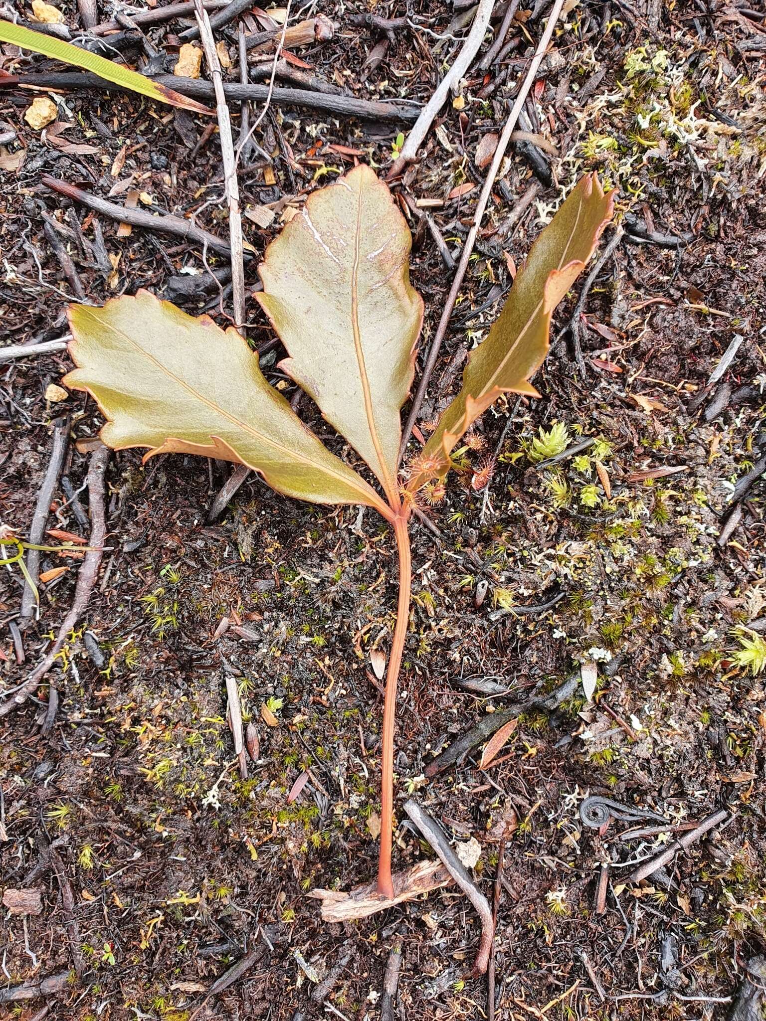 Image of Pseudopanax discolor (Kirk) Harms