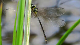 Image of Choristhemis Tillyard 1910