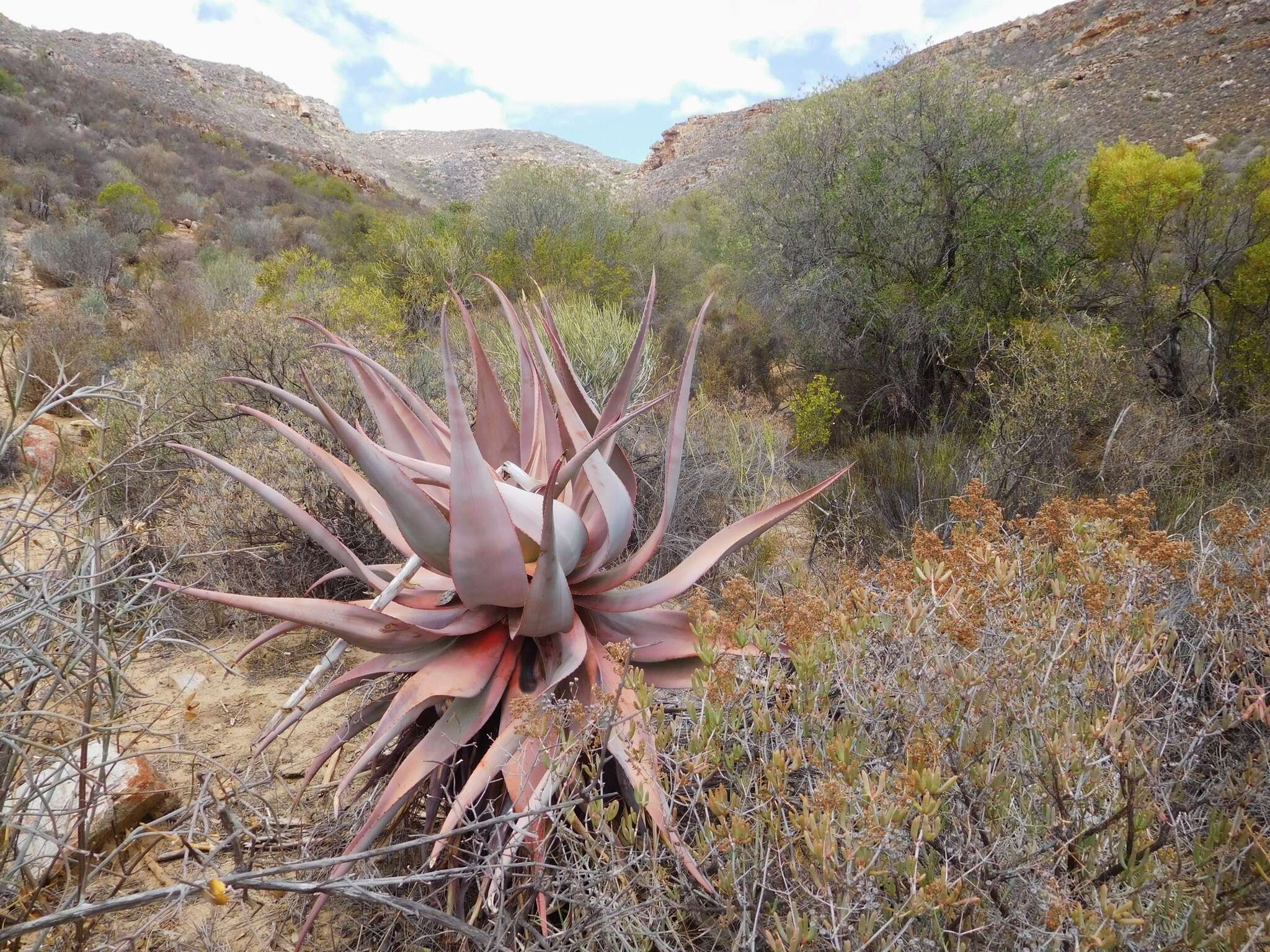 Image of Clanwilliam Aloe