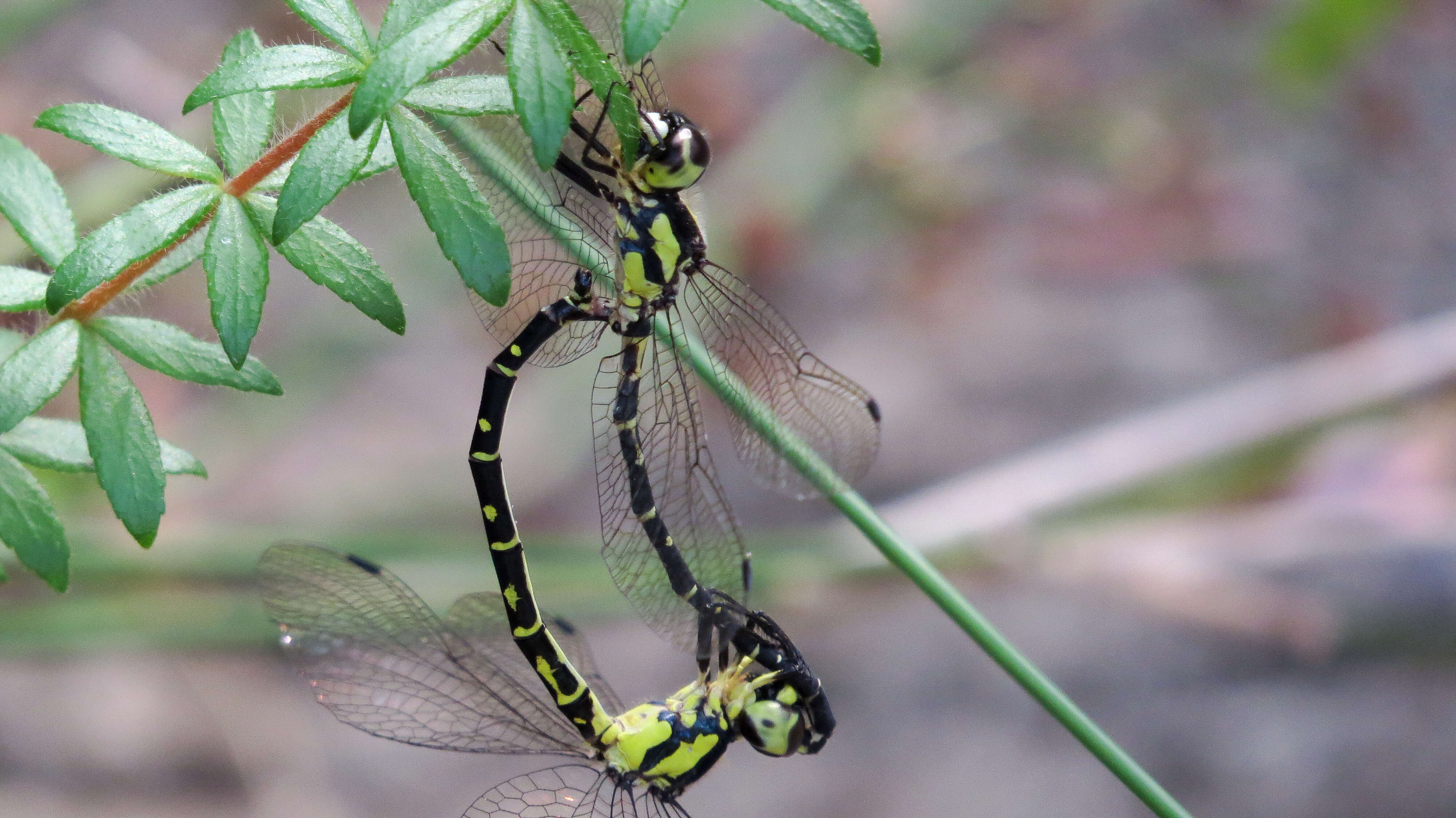 Image of Choristhemis Tillyard 1910