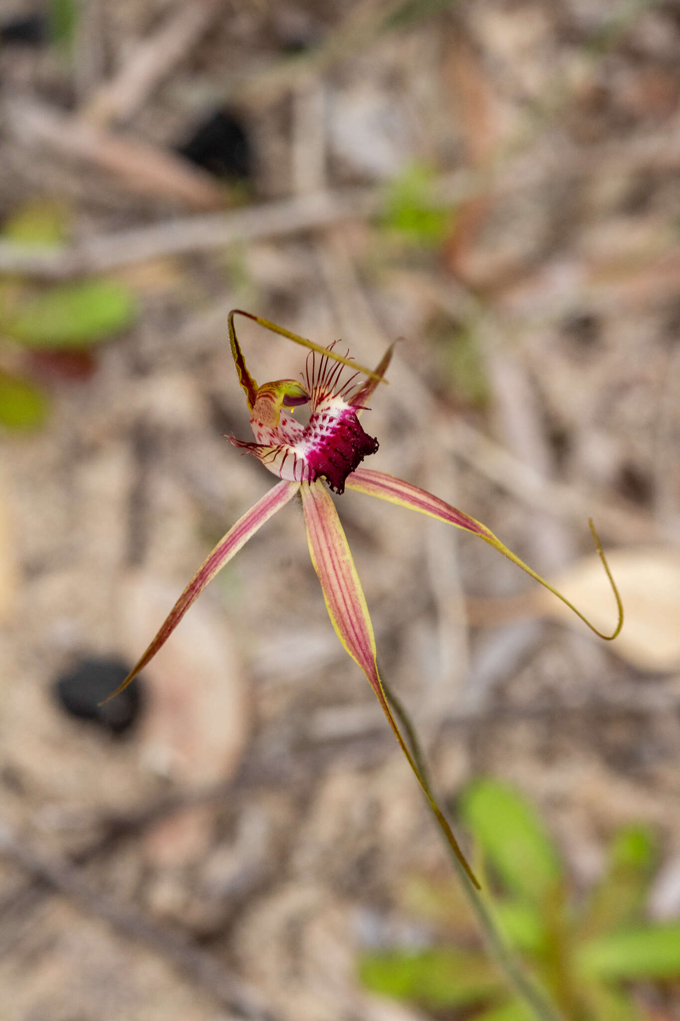 Image of Tuart spider orchid