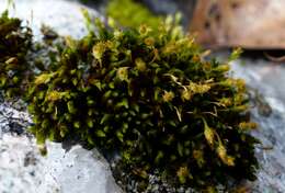 Image of Hutchins' ulota moss