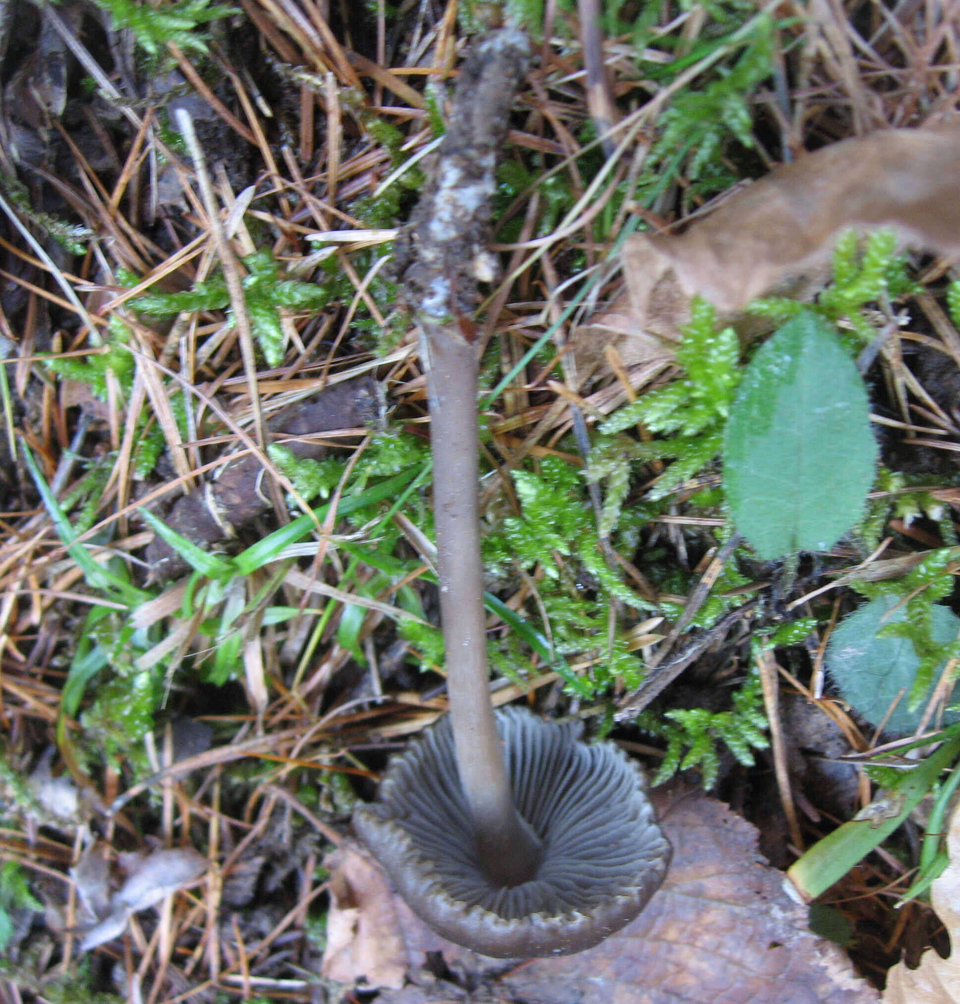 Sivun Tephrocybe kuva