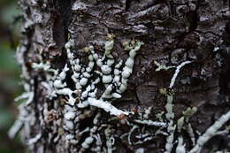 Image of tube lichen