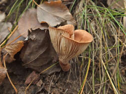 Image of Bonomyces